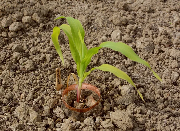 Fiatal kukorica növény a kertben csemegekukorica címkével — Stock Fotó