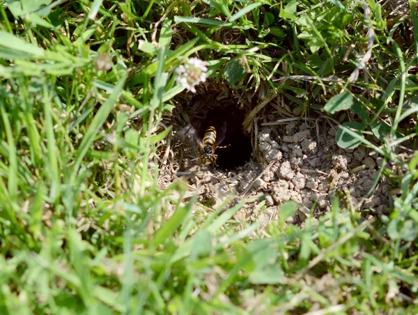 Wasp zweeft bij de ingang naar haar nest — Stockfoto