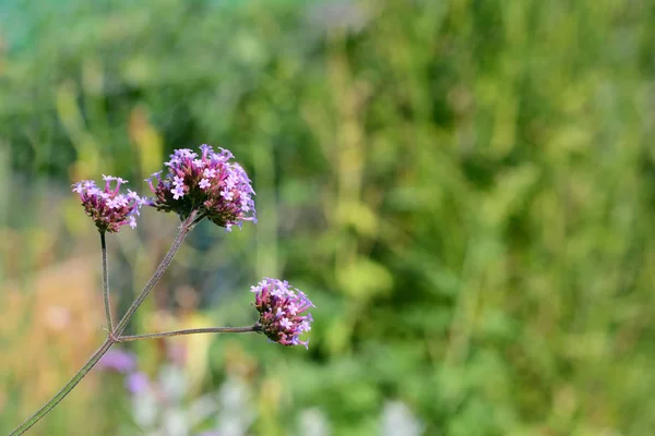 3 보라색 마편초 꽃 머리 — 스톡 사진