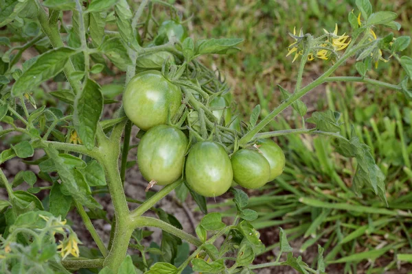 Fem gröna tomater som växer på rankan — Stockfoto