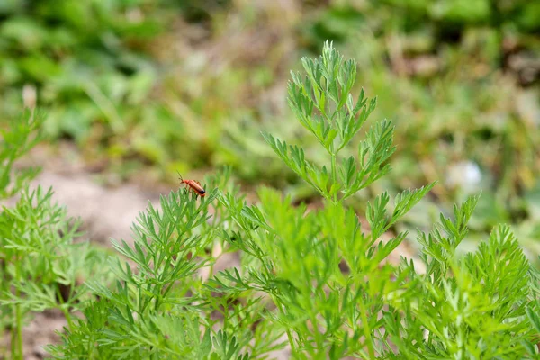 Κοινό σκαθάρι κόκκινο στρατιώτης καρότο φυτά — Φωτογραφία Αρχείου