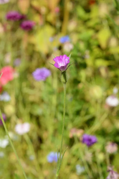 Corn cockle vild blomma mot suddig bakgrund av blommor — Stockfoto