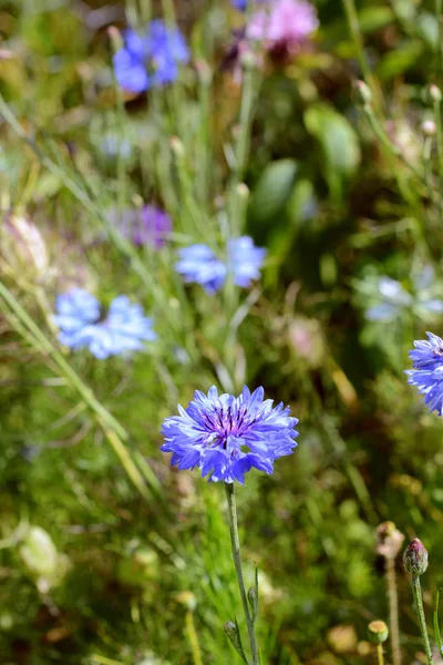 Sininen ruiskukka, kasvaa keskuudessa violetti ja vaaleanpunainen kukkia — kuvapankkivalokuva