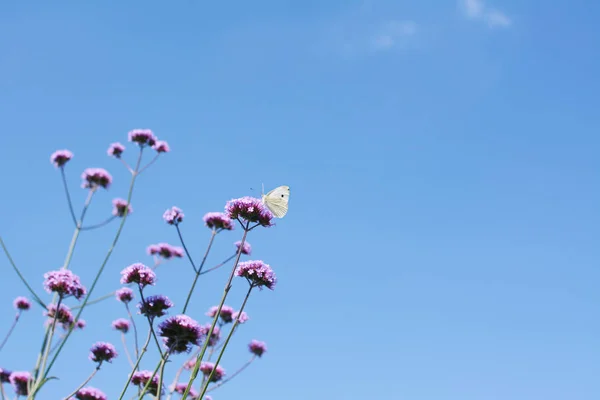 背の高いバーベナの花の上にモンシロチョウ — ストック写真