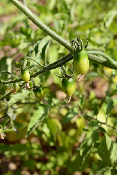 Черри помидоры растут на виноградной лозе — стоковое фото