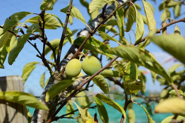 Two green plums growing on fruit tree — Stock Photo, Image