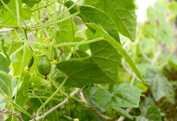 Växande cucamelon frukter gömda bland frodiga lövverk — Stockfoto