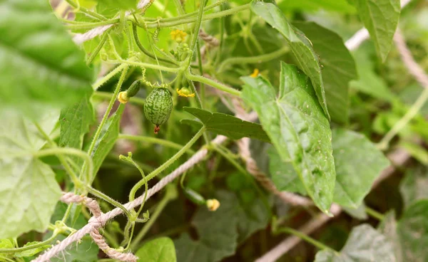 Листья кукурузного винограда с кудрявыми усиками и развивающиеся фрукты — стоковое фото