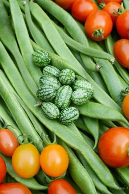 Green cucamelons and red tomatoes on runner beans clipart