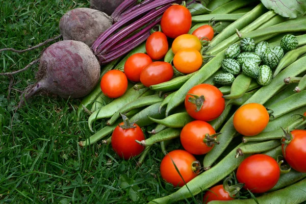 Сбор овощей с участка — стоковое фото