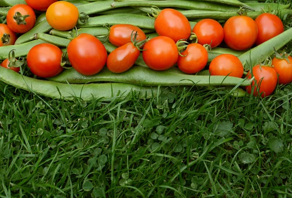 Row of red tomatoes on runner beans — Stock Photo, Image