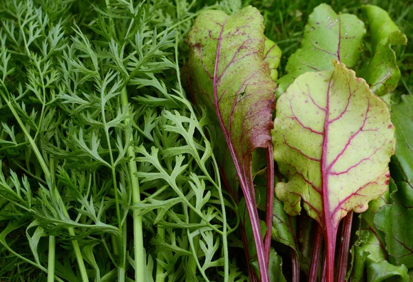 Carrot and beetroot leaves