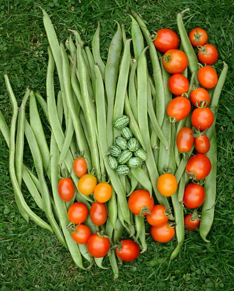 Frijoles verdes frescos con tomates y cucamelones — Foto de Stock