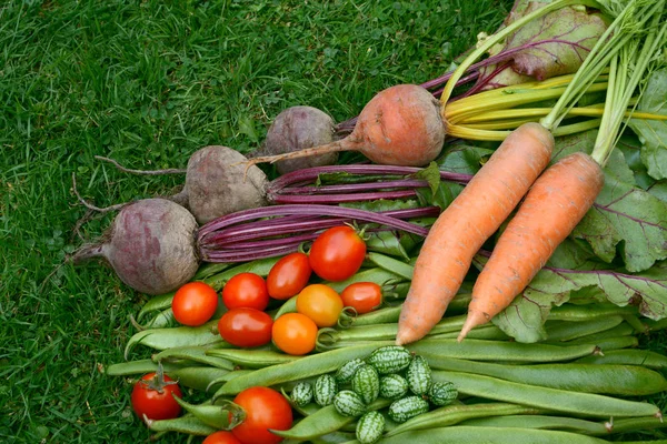 Овощи, свежие из сада на газоне — стоковое фото