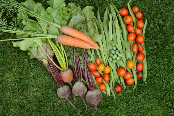 Selection of fresh produce from vegetable garden — Stock Photo, Image