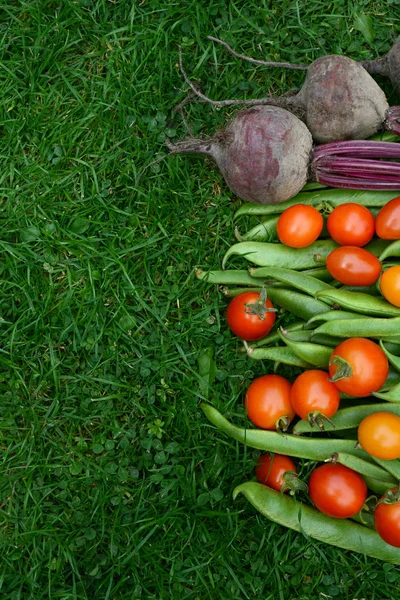 Line of fresh vegetables on green grass — Stock Photo, Image