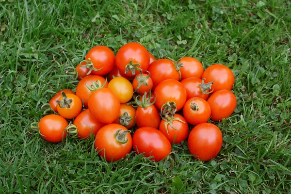 Montón de tomates rojos y naranjas maduros — Foto de Stock