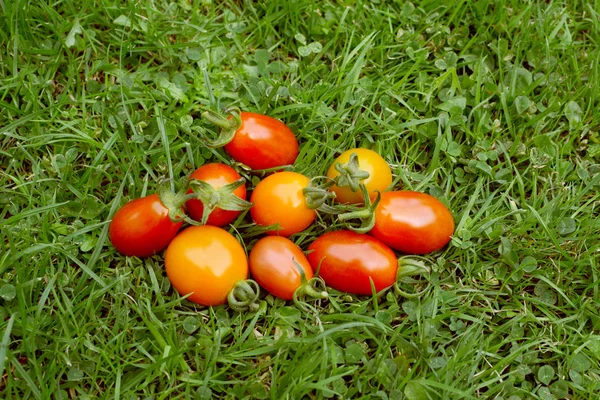 Un puñado de tomates de ciruela arcoíris — Foto de Stock