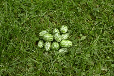 Handful of freshly picked cucamelons  clipart