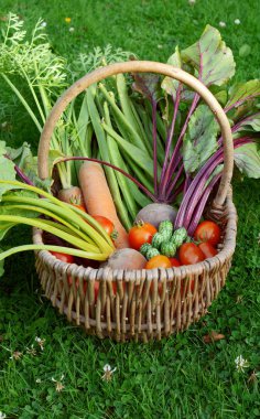 Wicker basket with a selection of allotment vegetables clipart