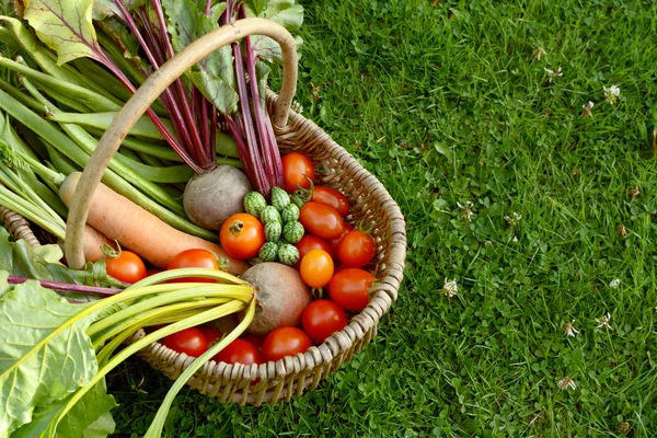 Сельский корзина со свежими овощами из земельного участка — стоковое фото