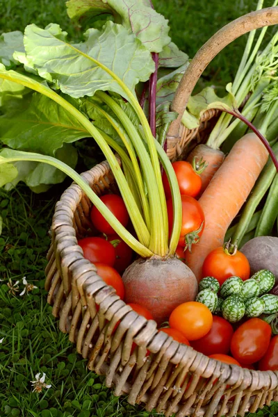 Корзина из свежих овощей из огорода — стоковое фото