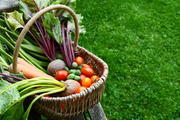 Woven basket filled with freshly harvested vegetables from an al — Stock Photo, Image