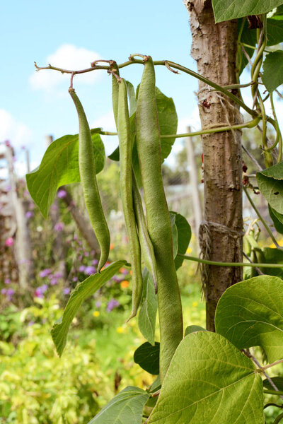 Long runner beans hanging from the vine