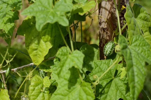 Groene cucamelon onder gebladerte — Stockfoto