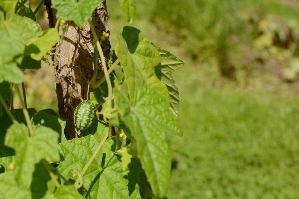 Frutta Cucamelon che cresce su vite verde frondosa sotto il sole — Foto Stock