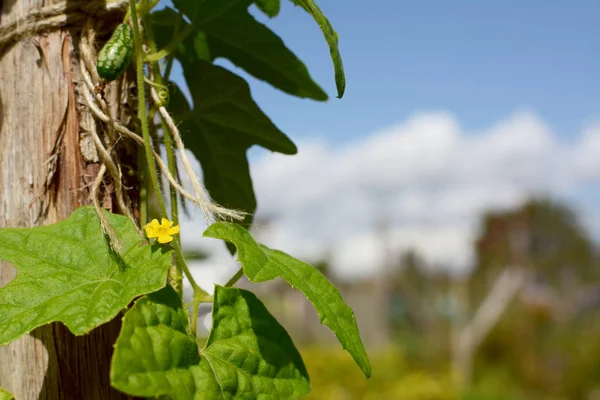 Kleine gelbe Blume an der Cucamelon-Rebe — Stockfoto