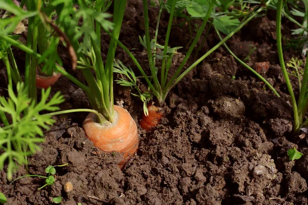 Trzy marchewki rośnie w ziemi — Zdjęcie stockowe