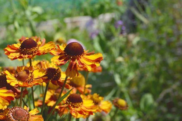 Gruppo di fiori di starnuto giallo oro e rosso — Foto Stock