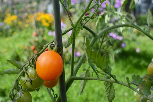 Orange körsbär tomat — Stockfoto