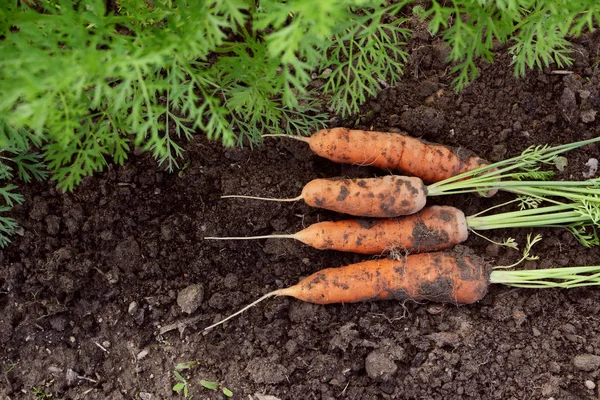 Четыре моркови, недавно собранные с огорода — стоковое фото