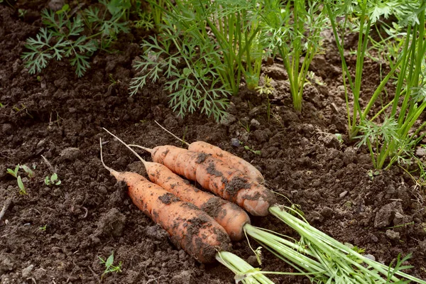 Zanahorias cosechadas, cubiertas de tierra — Foto de Stock