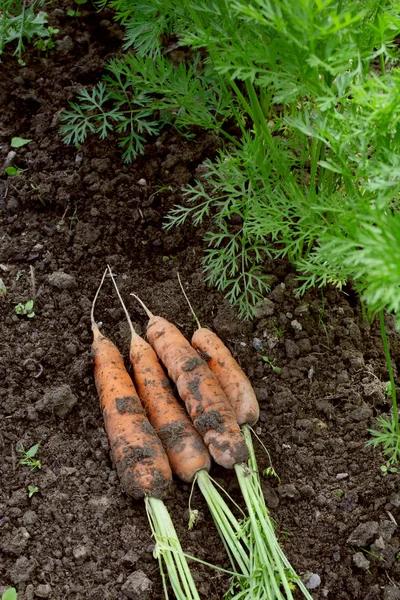 Свежесобранная морковь на почве — стоковое фото