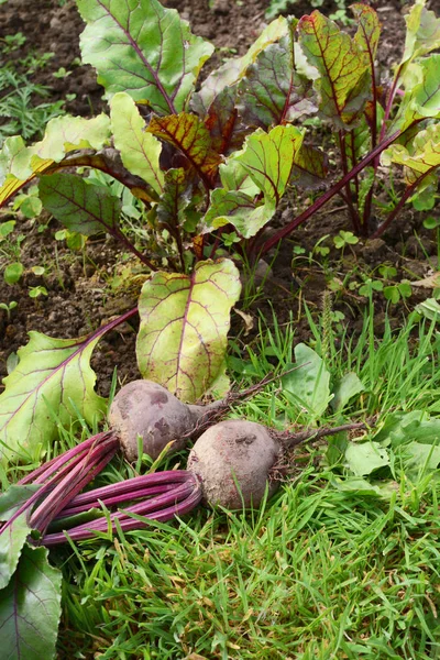 Cama de verduras con remolacha recién recogida — Foto de Stock