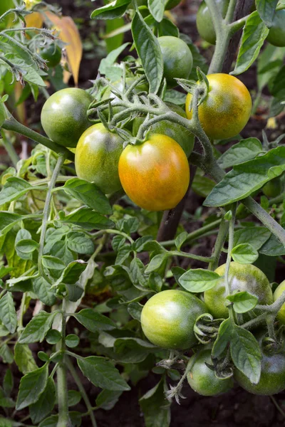 Созревание зеленых помидоров — стоковое фото