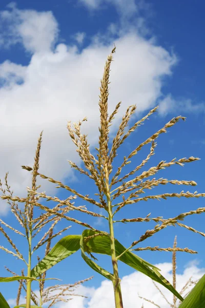 Nappa di mais dolce aperta contro il cielo blu — Foto Stock