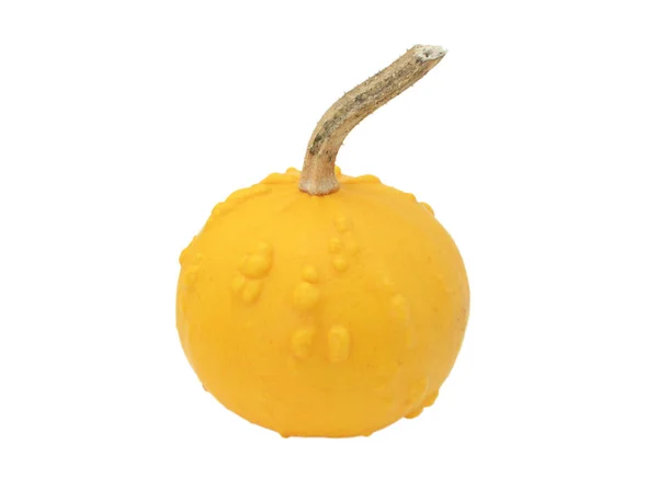 Ronde oranje sier pompoen met warty bulten — Stockfoto
