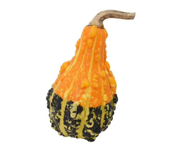 Pear-shaped orange and green ornamental gourd — Stock Photo, Image
