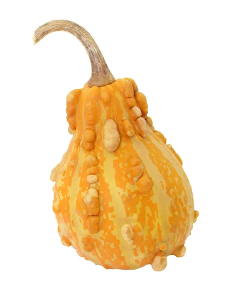 Dark orange pear-shaped ornamental gourd — Stock Photo, Image