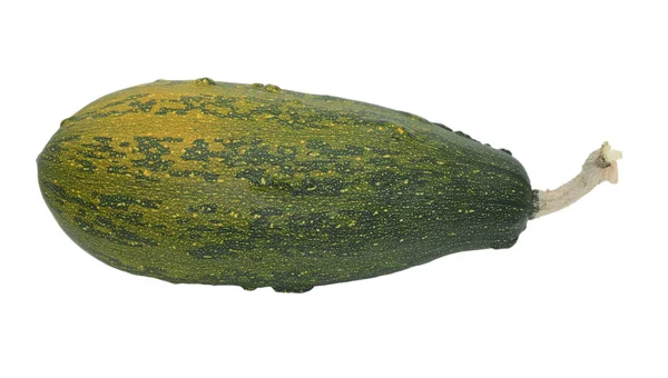 Calabaza ornamental verruga verde grande — Foto de Stock