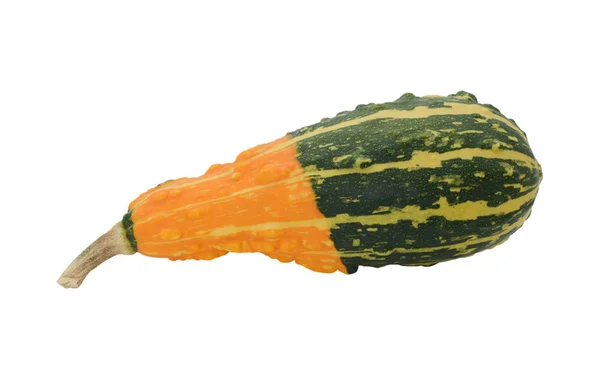 Pear-shaped ornamental gourd with orange and green stripes — Stock Photo, Image