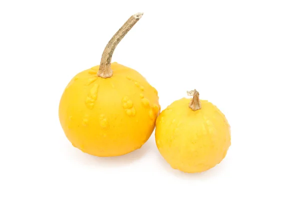 Large and small round orange ornamental gourds with warty lumps — Stock Photo, Image