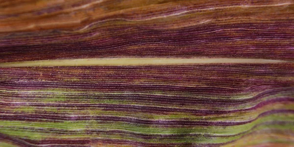 Abstracte diep paarse en groene strepen op het blad van een suikermaïs — Stockfoto