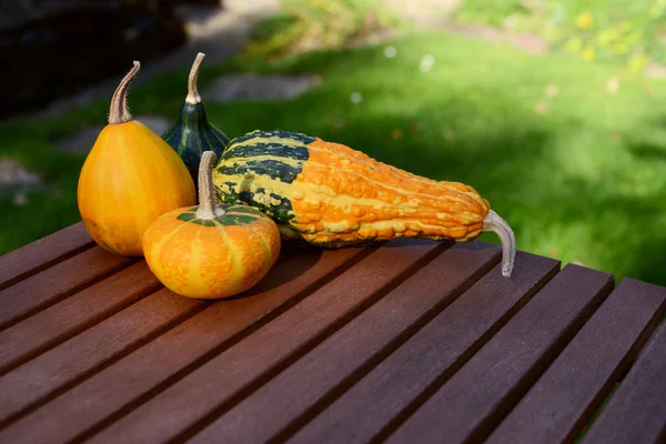 Gourds ornamentali lisce e verruche assortite su tavolo di legno — Foto Stock