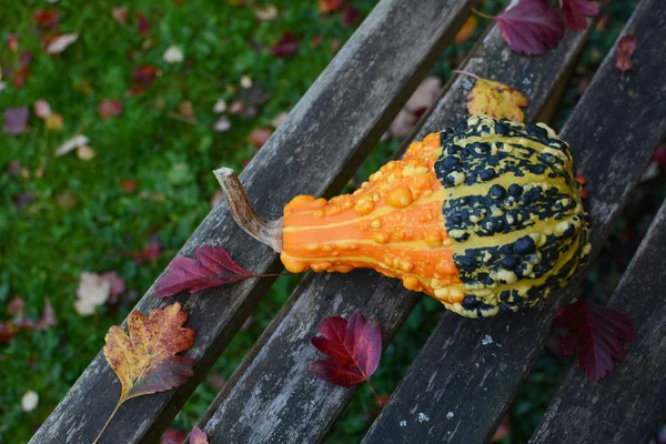 Calabaza ornamental verrugosa verde y naranja en el banco — Foto de Stock