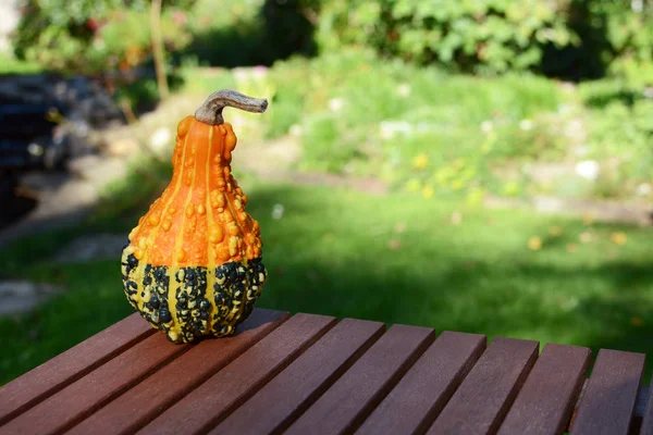 Warty orange and green ornamental gourd on wooden table — Stock Photo, Image